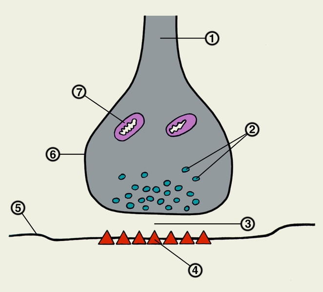 Рис. 2. Межнейрональный синапс: 1 — нервное <a href=