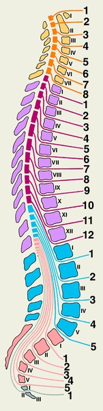 Рис. 4. Схематическое изображение соотношений сегментов спинного мозга и позвонков на сагиттальном разрезе позвоночника. Оранжевым и желтым цветом обозначены шейные сегменты и шейные позвонки, фиолетовым и сиреневым — грудные, голубым — поясничные и копчиковые, розовым — крестцовые. Римскими цифрами обозначены позвонки, арабскими — корешки спинномозговых нервов соответствующих сегментов
