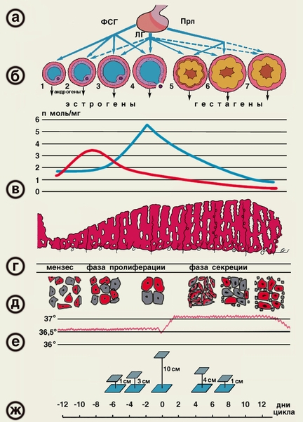 Циклические изменения в органах репродуктивной системы женщины в течение овуляторного менструального цикла: а — секреция гормонов гипофиза (ФСГ — фолликулостимулирующий <a href=