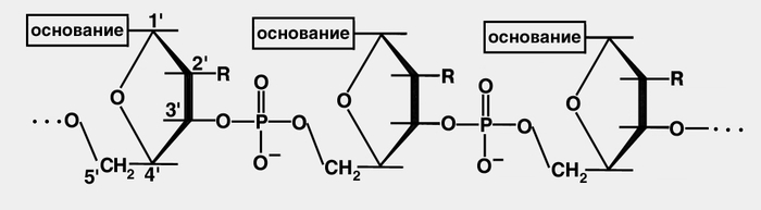 Рис. 1. Схематическое изображение соединения нуклеотидных звеньев в полинуклеотидную цепь нуклеиновой кислоты: в молекулах ДНК R-водород, в молекулах РНК — ОН-группа (гидроксильная группа)