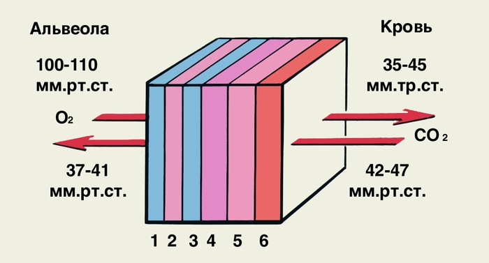 Рис. 1. Схема диффузии газов крови через альвеолярнокапиллярную перегородку: 1 — <a href=