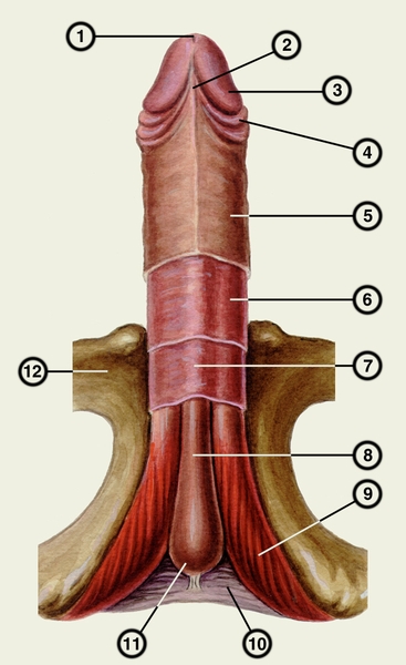 Рис. 1. Строение полового члена: 1 — наружное отверстие мочеиспускательного канала; 2 — <a href=