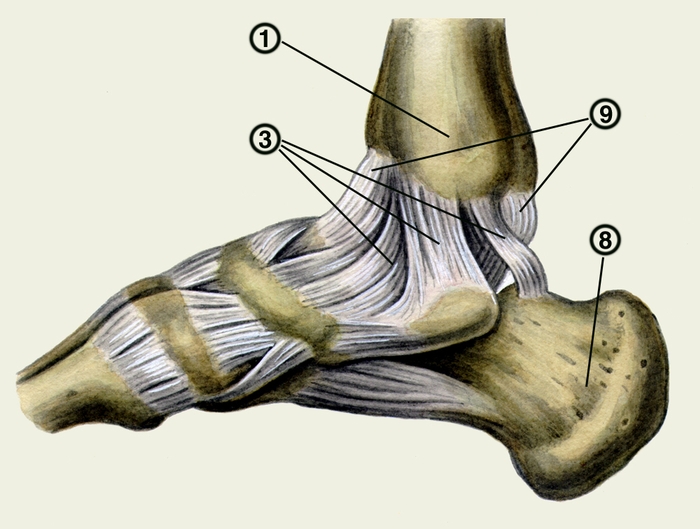 Рис. 1в). Голеностопный сустав: связки голеностопного сустава (наружная, внутренняя поверхность и вид сзади); 1 — большеберцовая кость; 3 — дельтовидная связка; 8 — пяточная кость; 9 — капсула голеностопного сустава