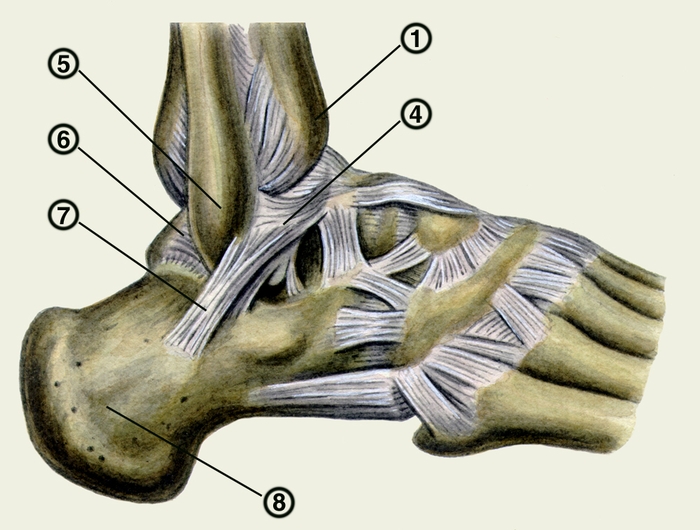Рис. 1б). Голеностопный сустав: связки голеностопного сустава (наружная, внутренняя поверхность и вид сзади); 1 — большеберцовая кость; 4 — передняя таранно-малоберцовая связка; 5 — малоберцовая кость; 6 — задняя таранно-малоберцовая связка; 7 — пяточно-малоберцовая связка; 8 — пяточная кость