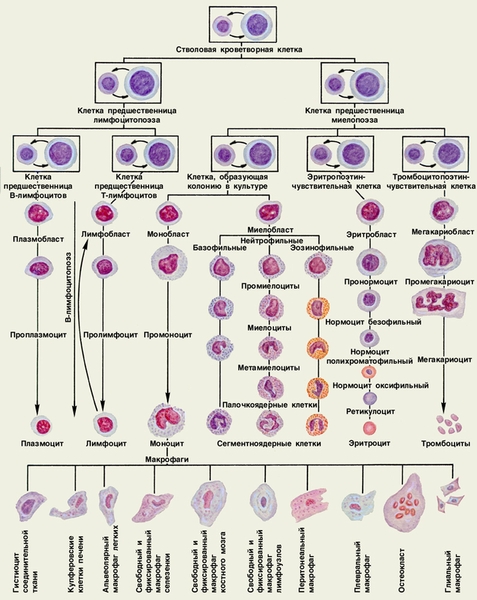 Схема кроветворения. Клетки, изображенные в рамке, даны в двух морфологических вариантах: лимфоцитоподобном (меньшего размера) и бластном (большего размера). Стрелки указывают на возможность перехода клеток одного варианта в клетки другого варианта