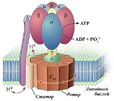 Один из биологических моторов (АТФ-синтетаза).