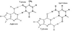 Рис. 1 - Водородные связи между азотистыми основаниями, определяющие структуру ДНК