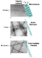 Микрофотографии структурных элементов цитоскелета.