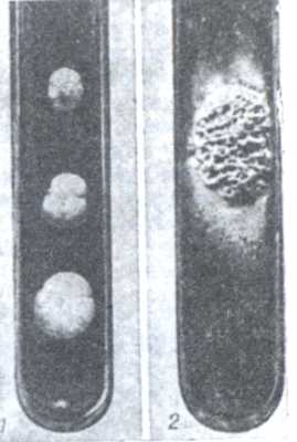 Рис. 1. Колонии Candida albicans на сусло-агаре.